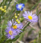 Wild Flowers 5650